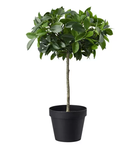 FEJKA Tanaman tiruan dalam pot, dalam/luar ruang/ficus benjamina exotica batang, 12 cm