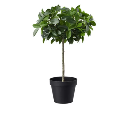 FEJKA Tanaman tiruan dalam pot, dalam/luar ruang/ficus benjamina exotica batang, 12 cm